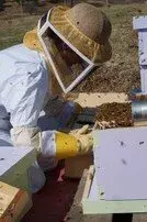 pčelara na ul